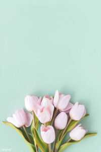 Tulip Background 10