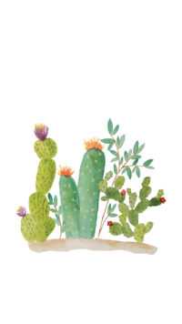 Desktop Cactus Wallpaper 3