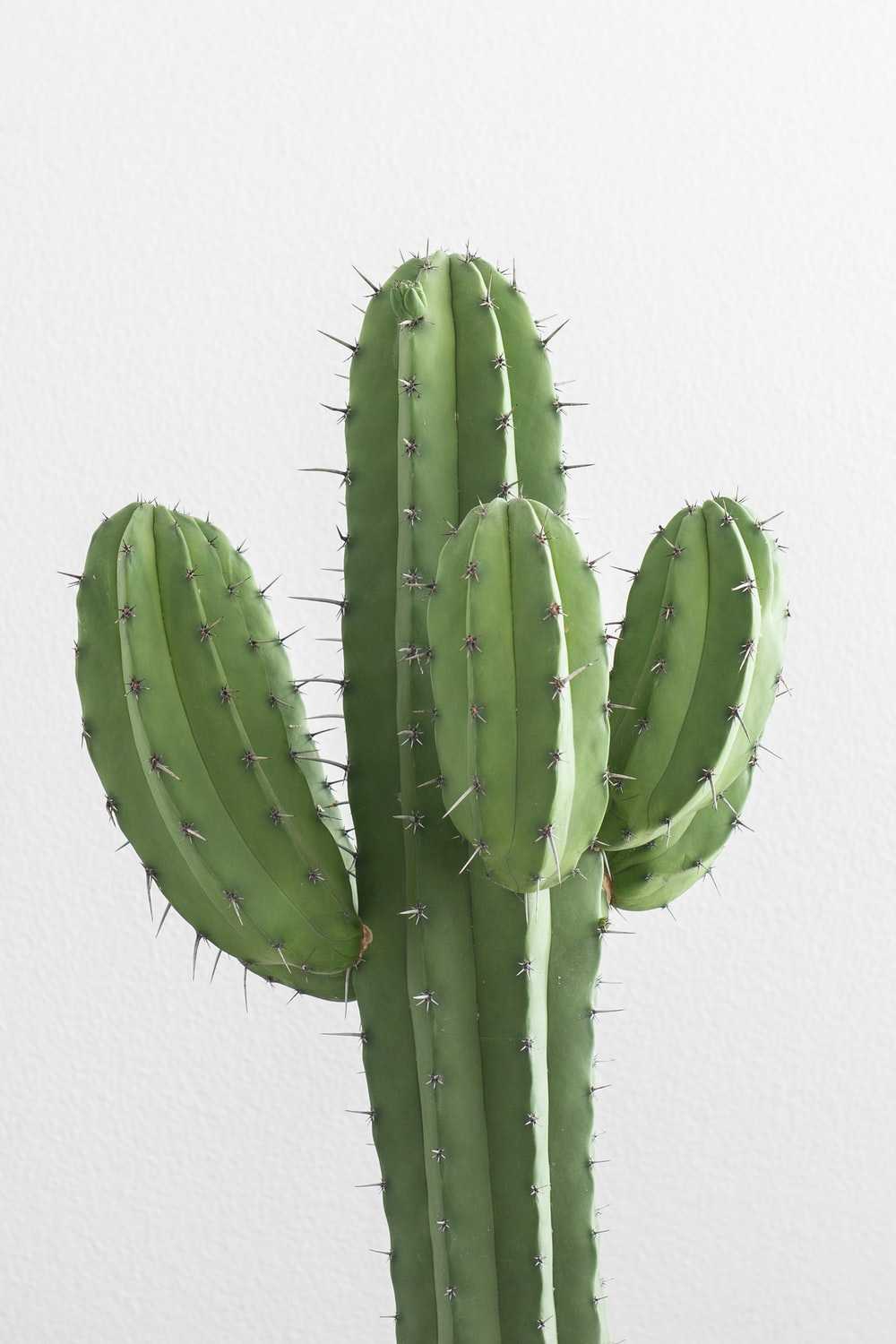 Cactus Background 1