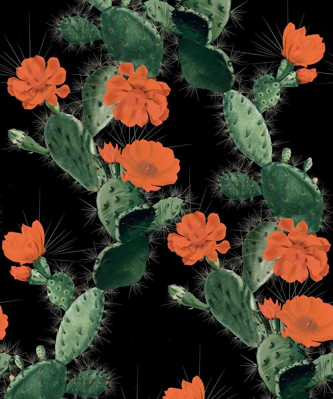 HD Cactus Wallpaper 1