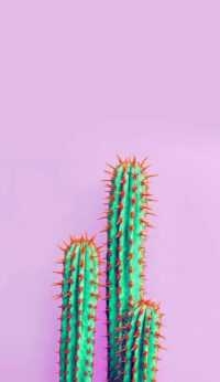 Desktop Cactus Wallpaper 7