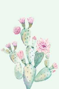 Cactus Wallpaper 8