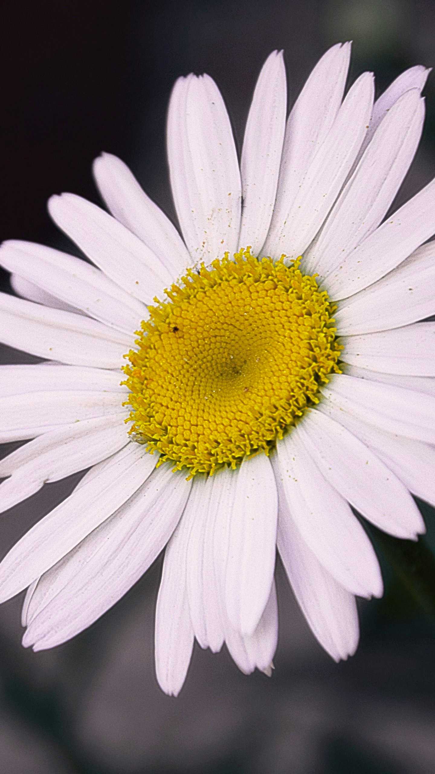 Daisy Wallpaper 1 Daisy Wallpaper 1