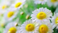 Daisy Wallpaper Desktop 4