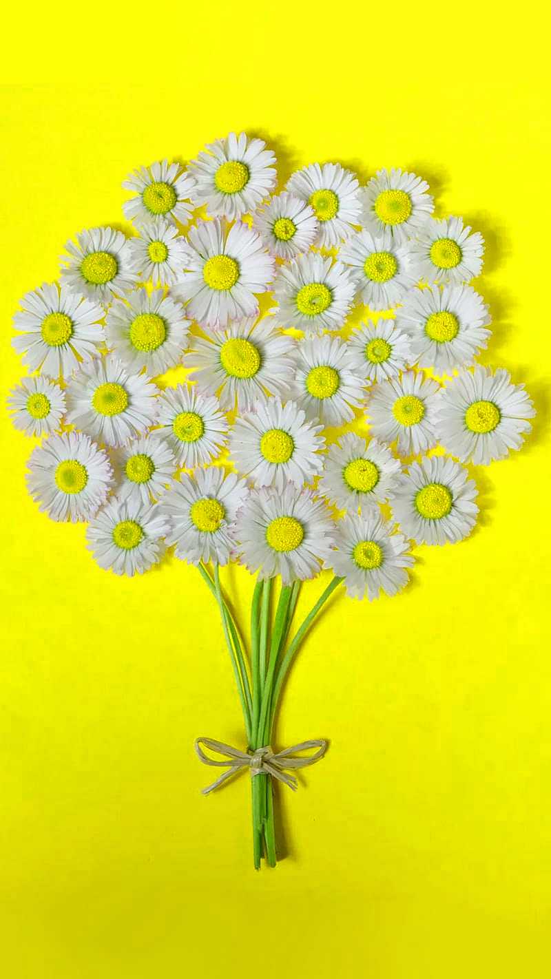 HD Daisy Wallpaper 1 HD Daisy Wallpaper 1