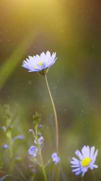 4K Daisy Wallpaper 3