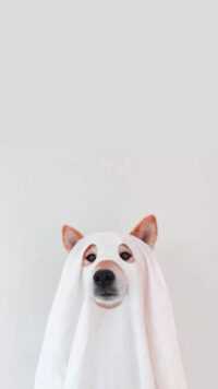 Dog Wallpaper 1