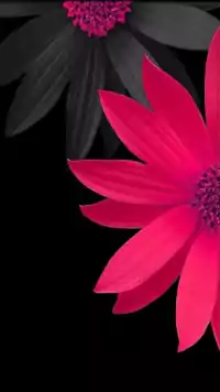 HD Flowers Wallpaper 9
