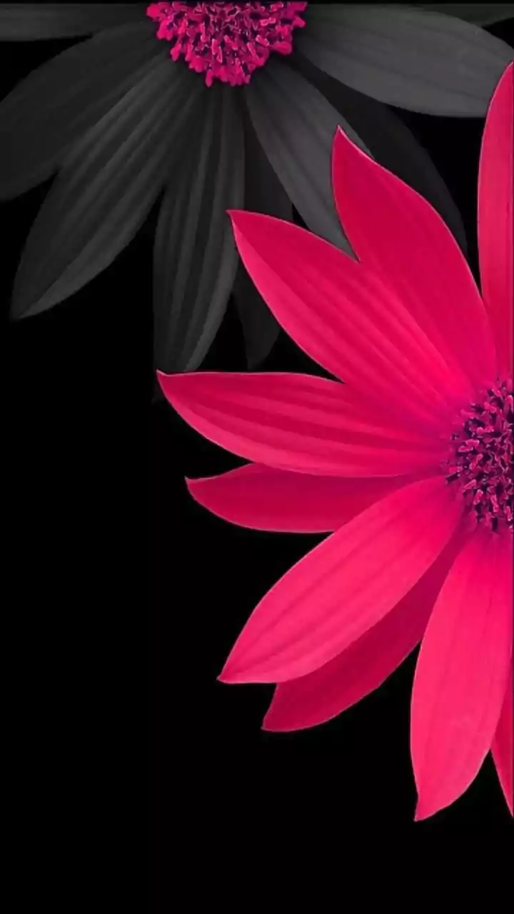 HD Flowers Wallpaper 1 HD Flowers Wallpaper 1