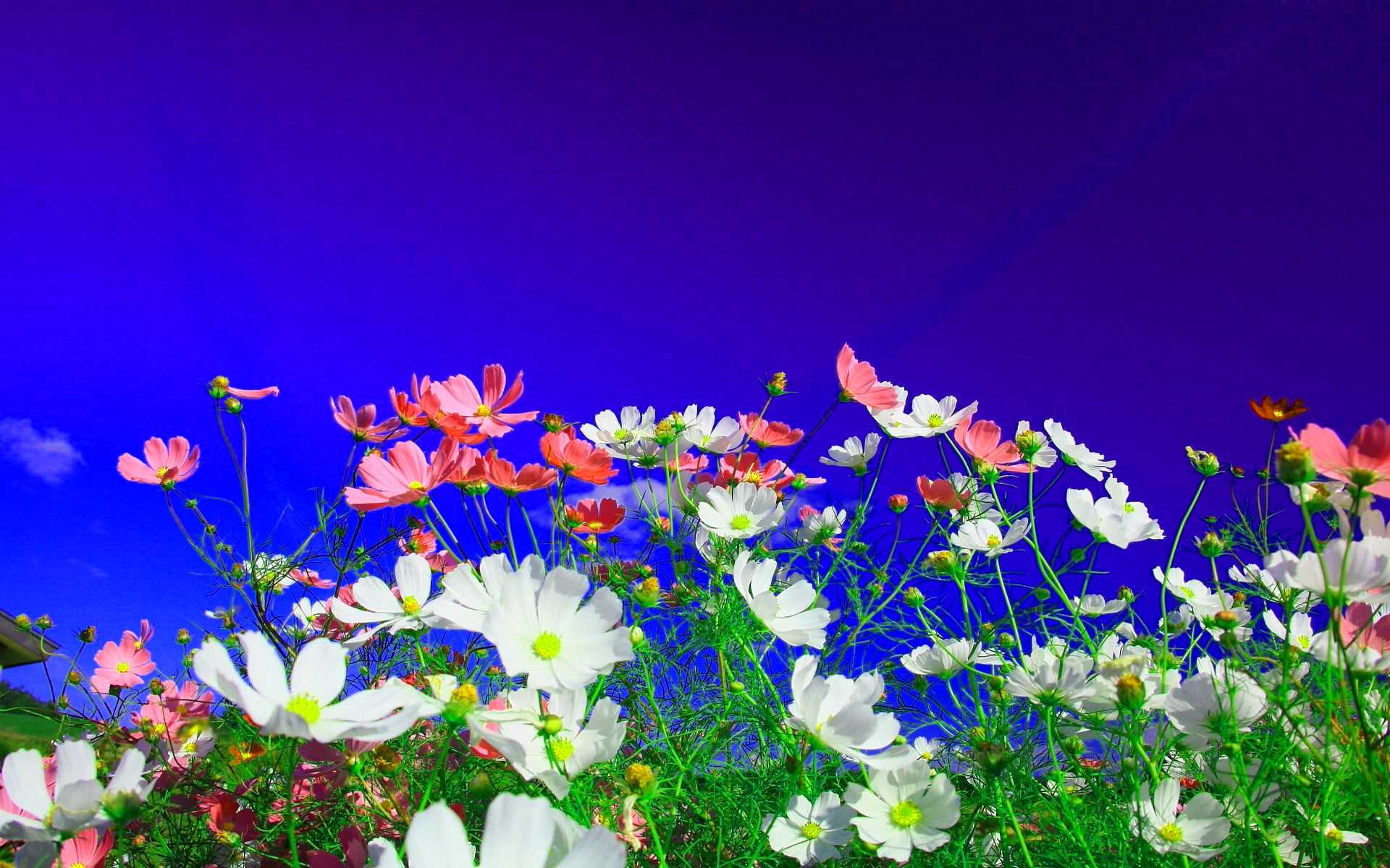 Desktop Flowers Wallpaper 1 Desktop Flowers Wallpaper 1