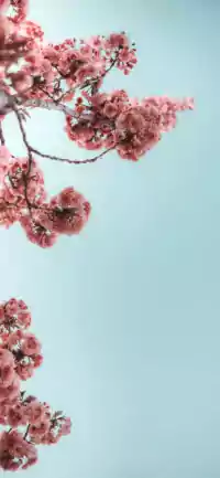 Flowers Wallpaper 10