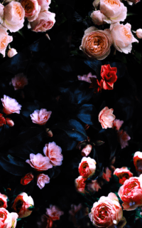 Flowers Wallpaper 7