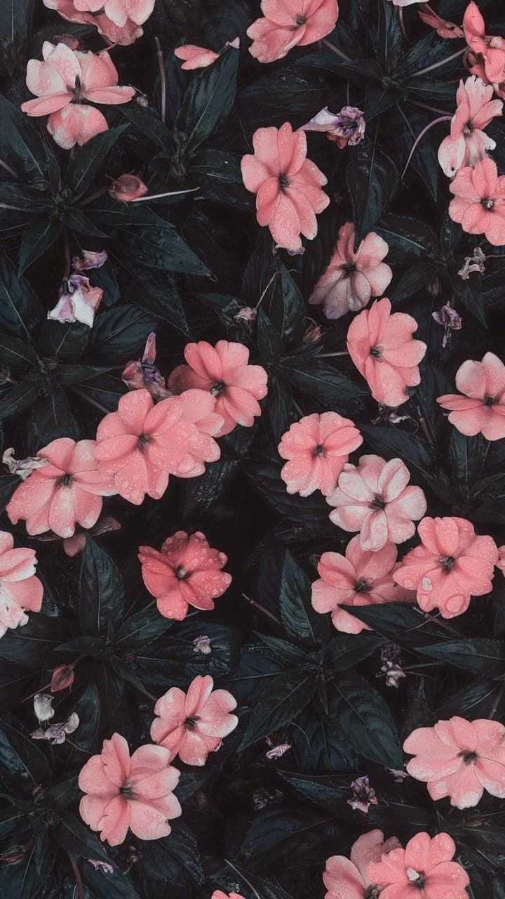 Flowers Background 1 Flowers Background 1