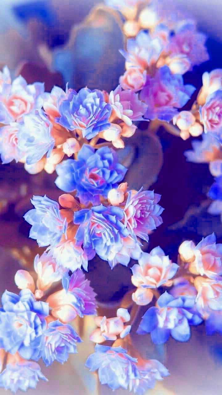 Flowers Background 1