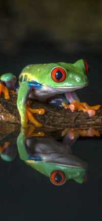 Frog Background 2