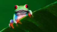 Desktop Frog Wallpaper 6