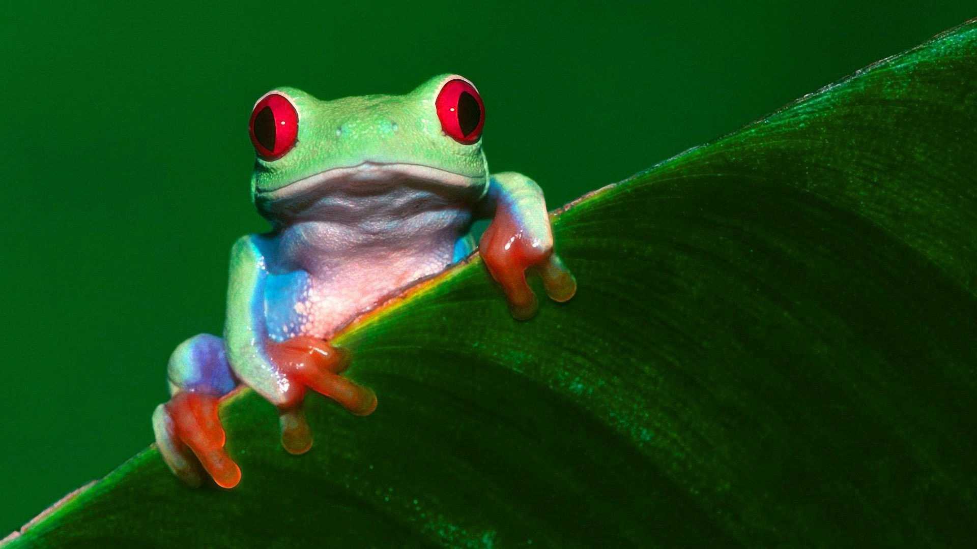Desktop Frog Wallpaper 1