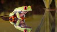 Desktop Frog Wallpaper 7