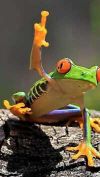 Frog Background 10
