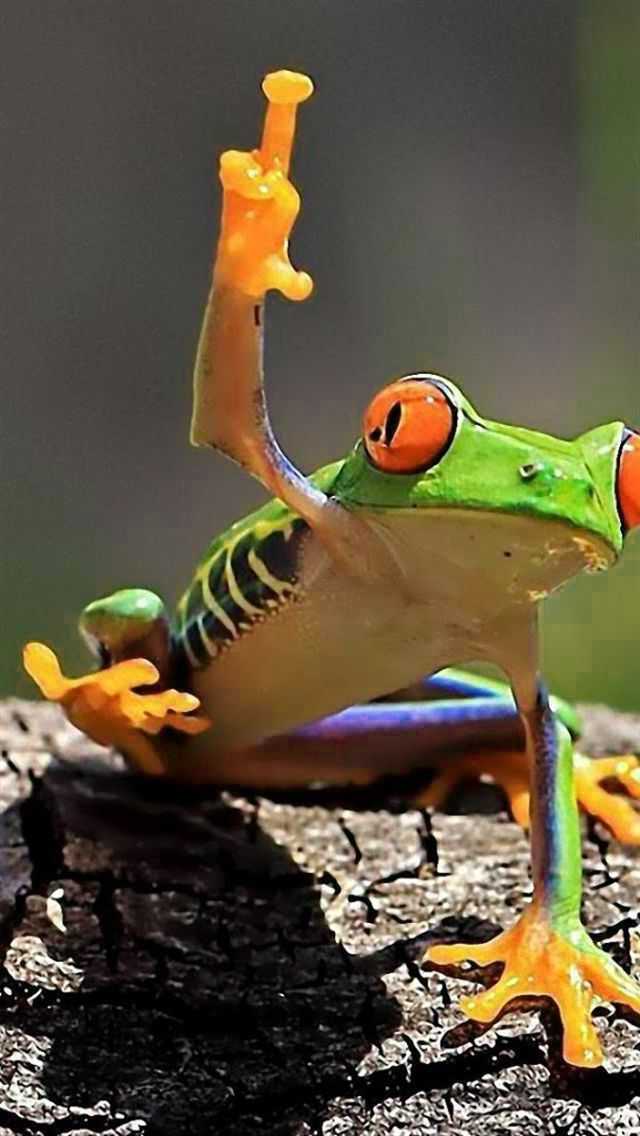 Frog Background 1