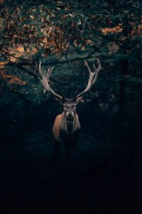 Deer Wallpaper 4