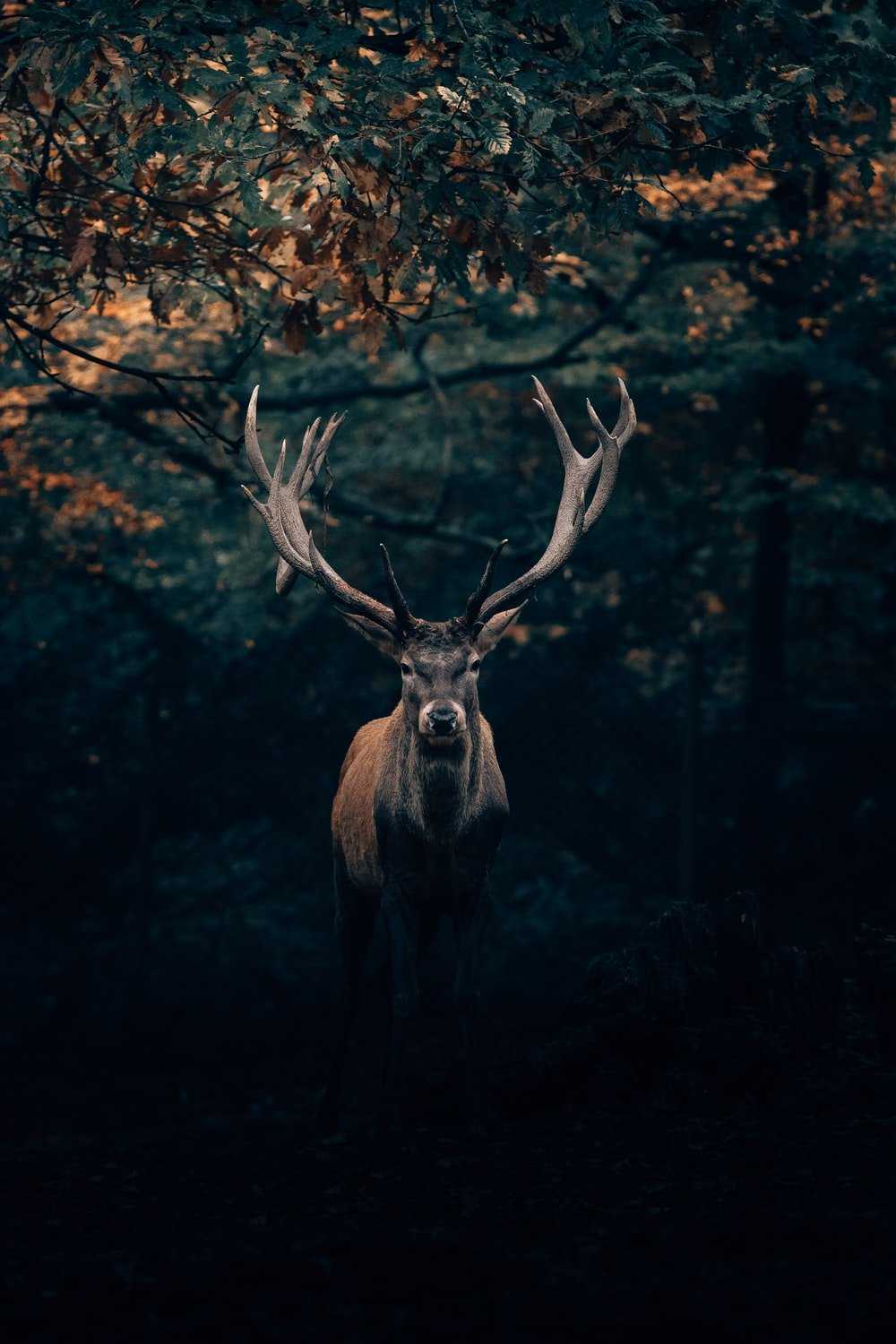 Deer Wallpaper 1