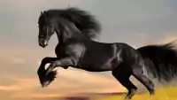 Horse Wallpaper Desktop 5