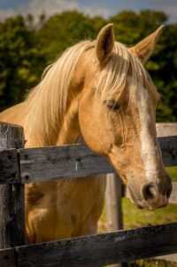 4K Horse Wallpaper 5