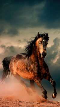 Horse Wallpaper 10