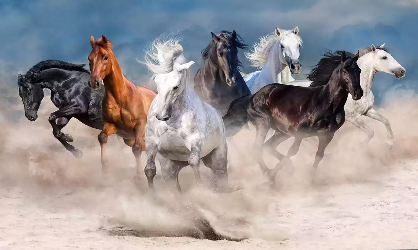 Horse Wallpaper Desktop 1