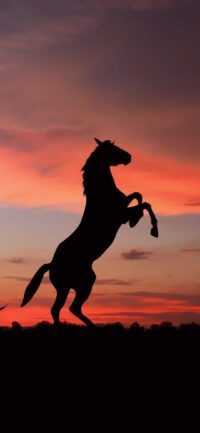 4K Horse Wallpaper 3