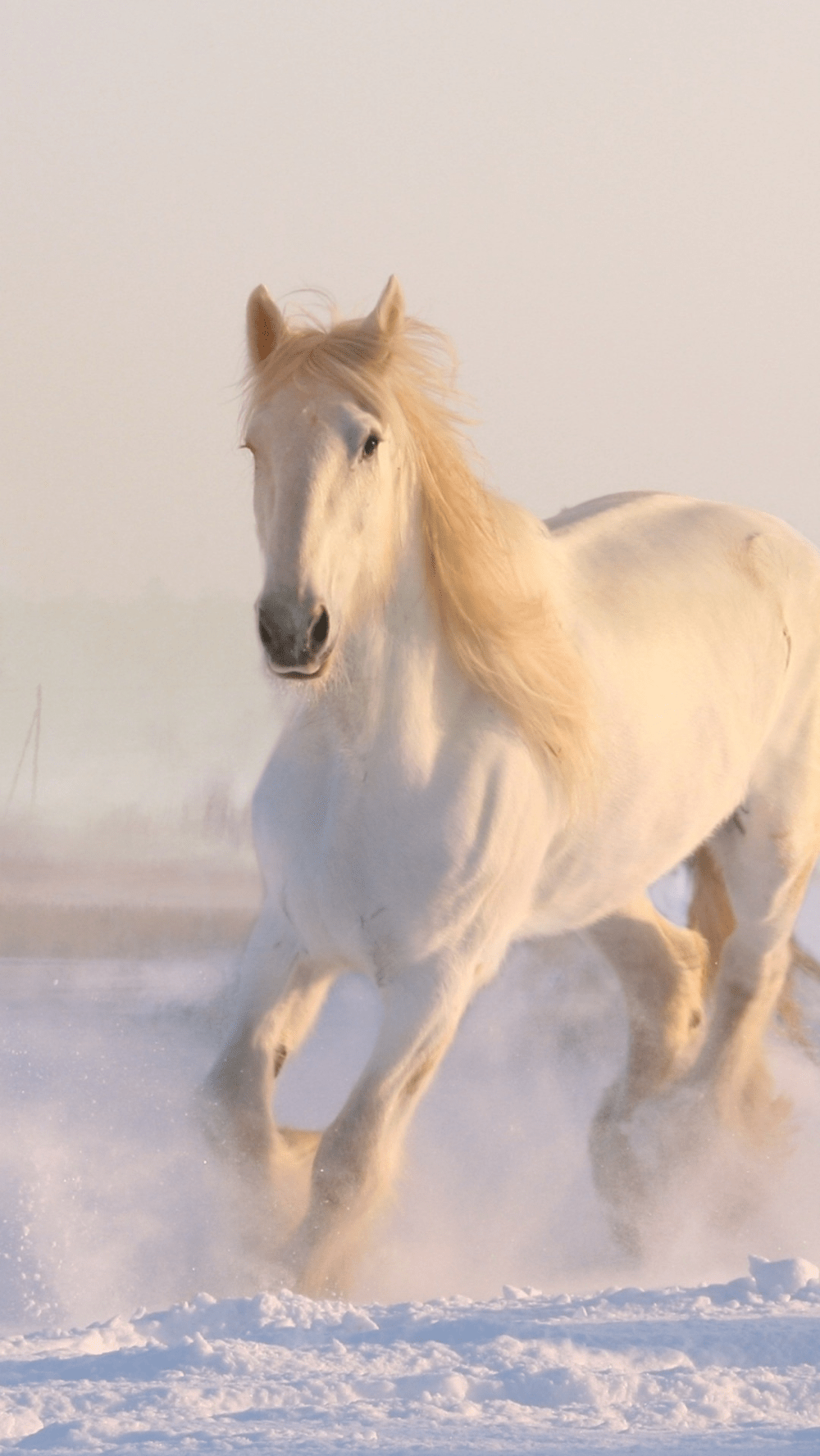 Horse Background 1