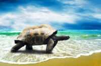 Tortoise Desktop Wallpaper 3