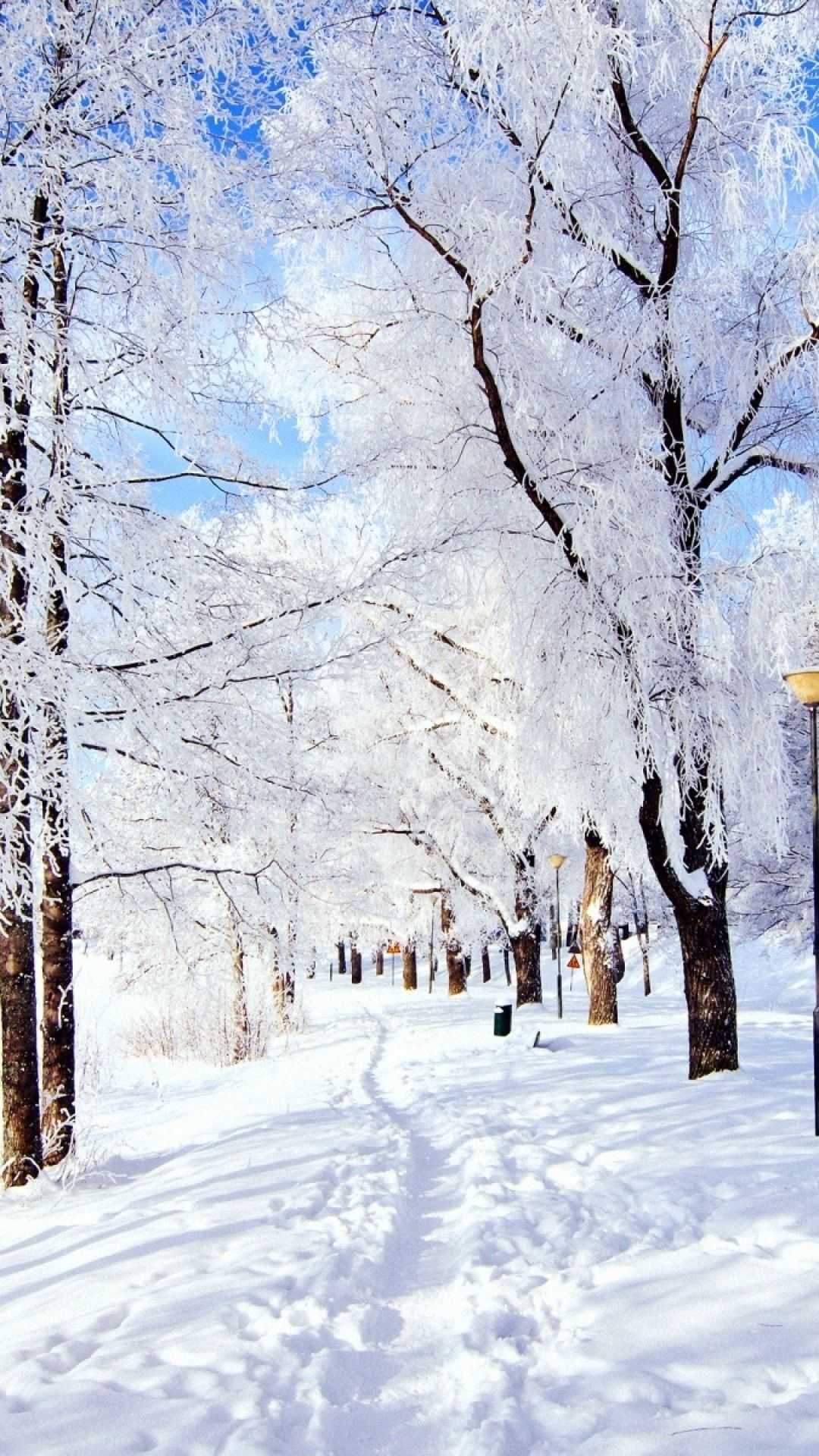 Winter Background 1