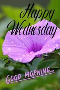 Happy Wednesday Wallpaper 3