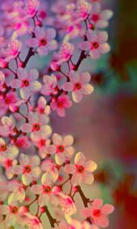 4K Cherry Blossom Wallpaper 8