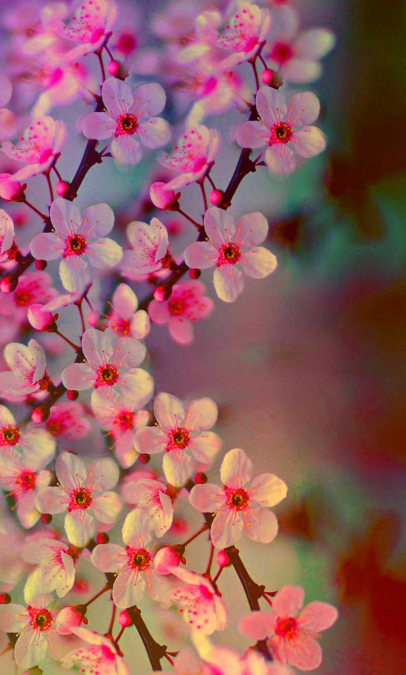 4K Cherry Blossom Wallpaper 1 4K Cherry Blossom Wallpaper 1