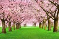 Desktop Cherry Blossom Wallpaper 9