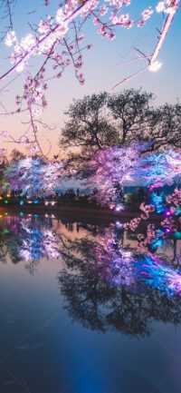 4K Cherry Blossom Wallpaper 10