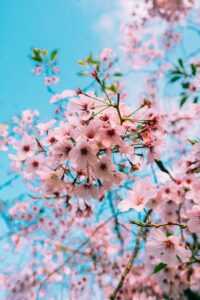 HD Cherry Blossom Wallpaper 1