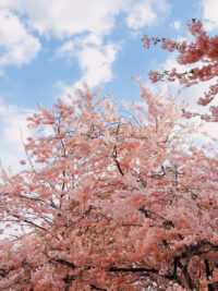 HD Cherry Blossom Wallpaper 2