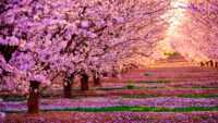 Cherry Blossom Wallpaper Desktop 3