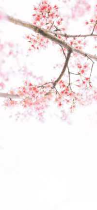 Cherry Blossom Wallpaper 6