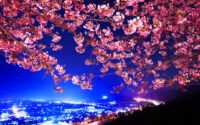 Desktop Cherry Blossom Wallpaper 6