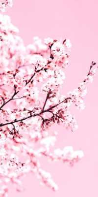 Cherry Blossom Wallpaper 3