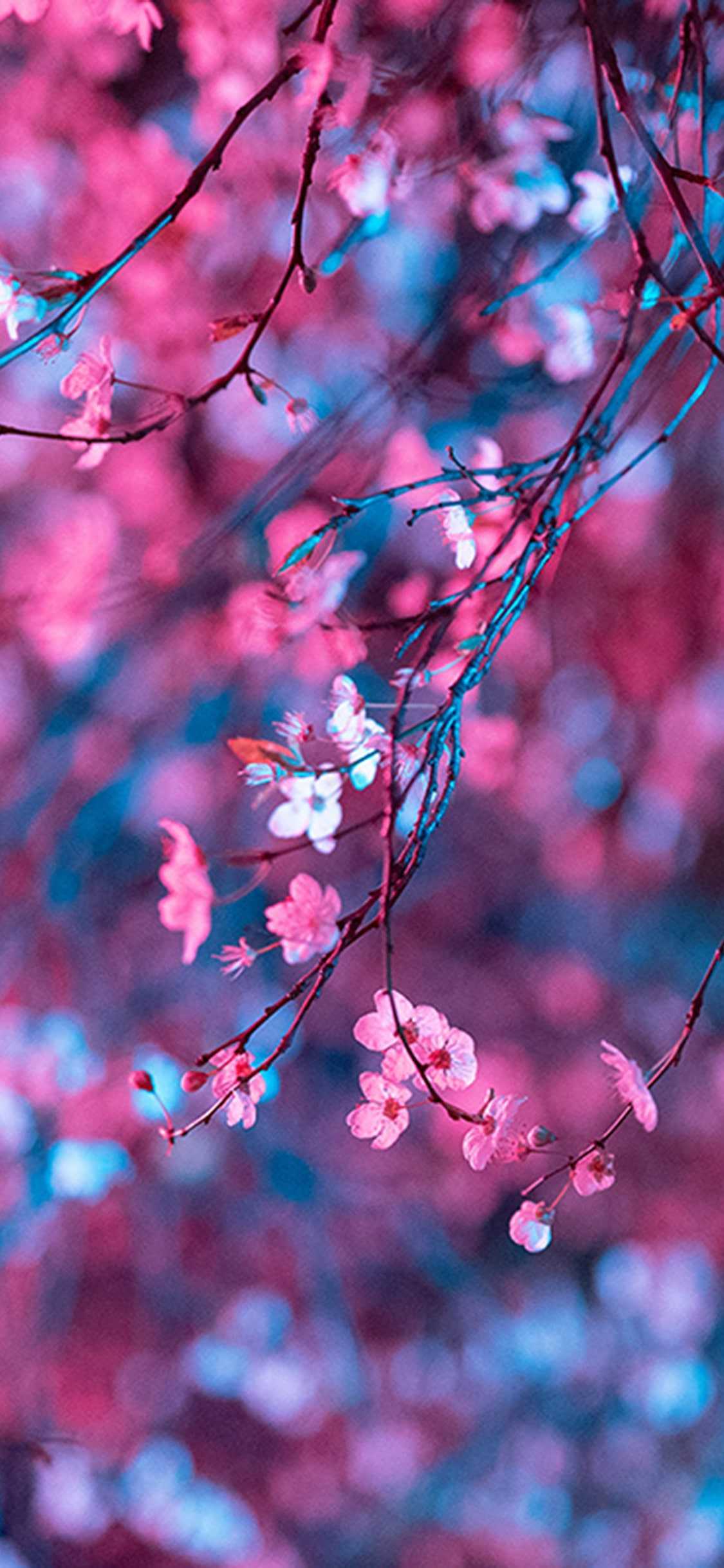 Cherry Blossom Background 1