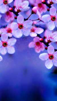 Cherry Blossom Background 5