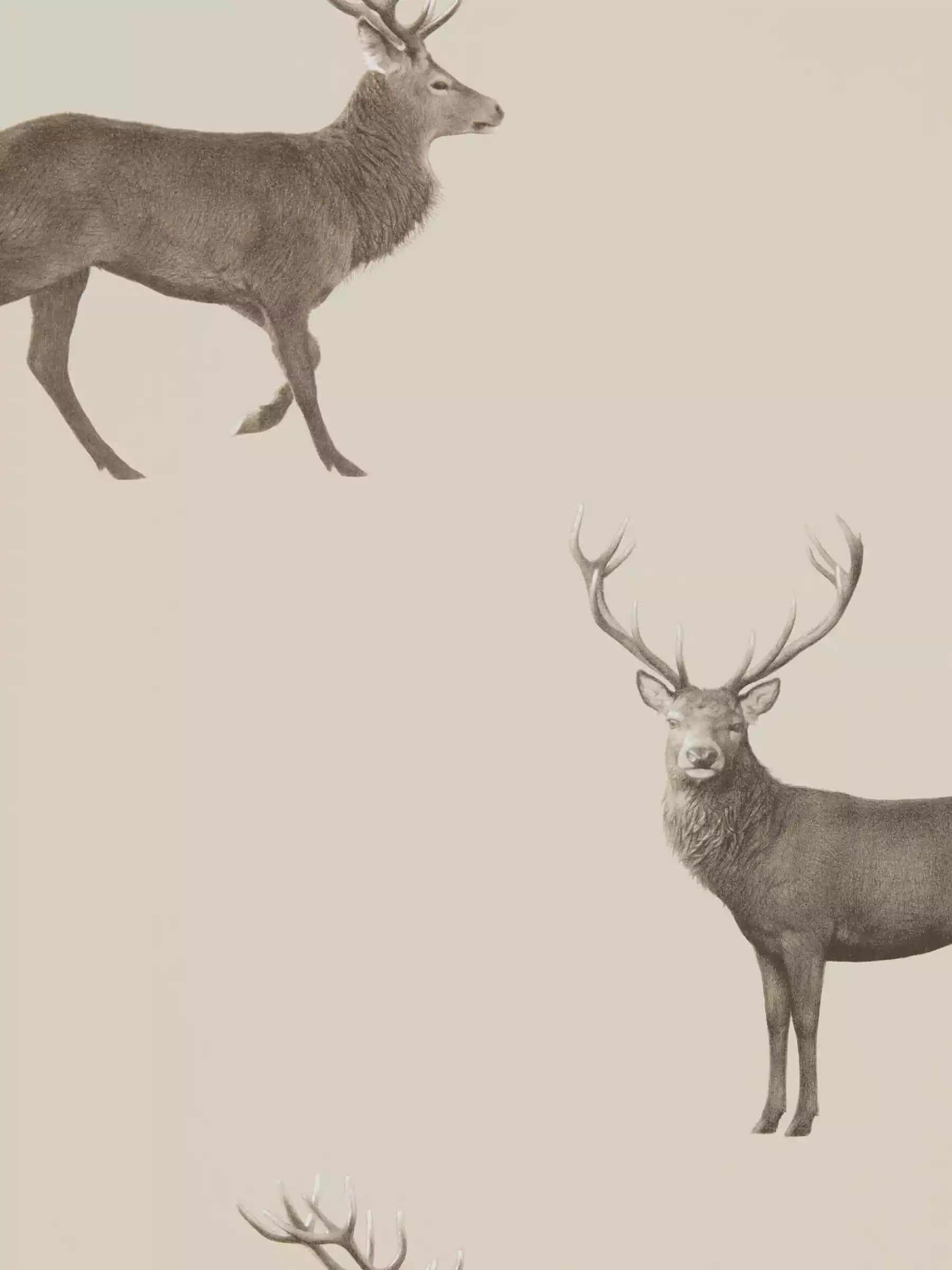 Deer Background 1
