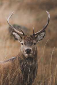 HD Deer Wallpaper 8