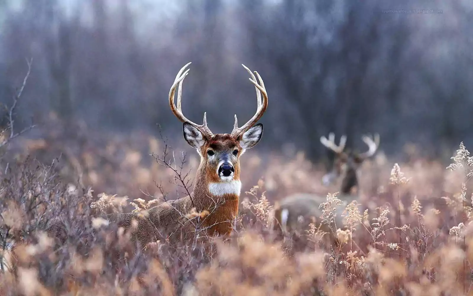 Deer Wallpaper Desktop 1